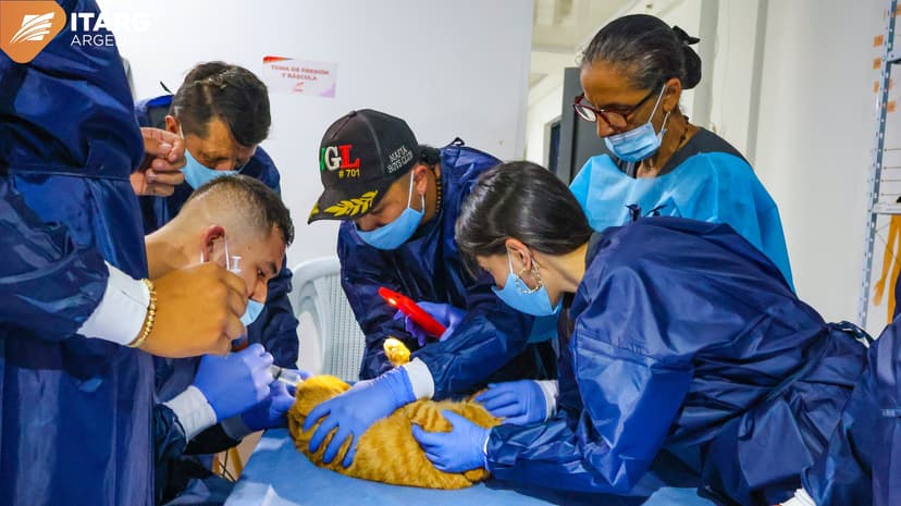 Auxiliar Veterinaria 1