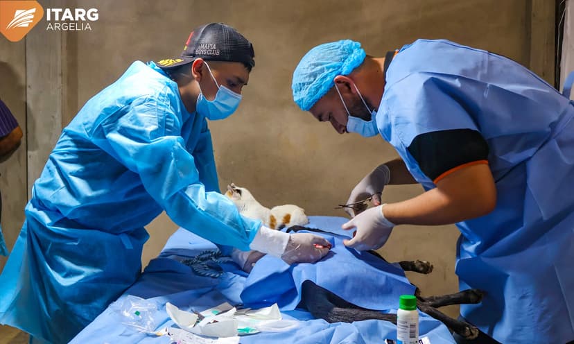 Auxiliar Veterinaria 6